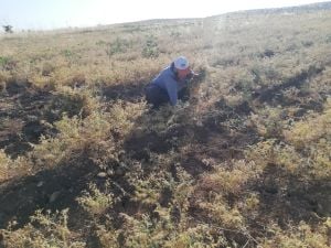 Ağın Leblebisi (1 Kg)