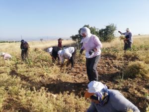 Ağın Leblebisi (1 Kg)