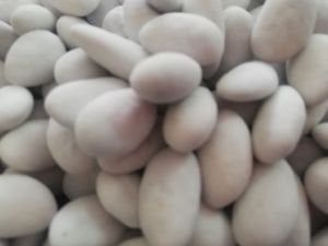 Badem Şekeri (1 Kg)