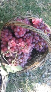 Üzüm Sirkesi (1 Litre)