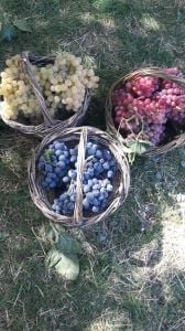 Üzüm Sirkesi (1 Litre)