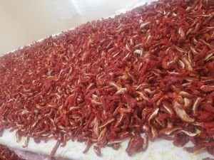 Domates Kurusu (1 KG )